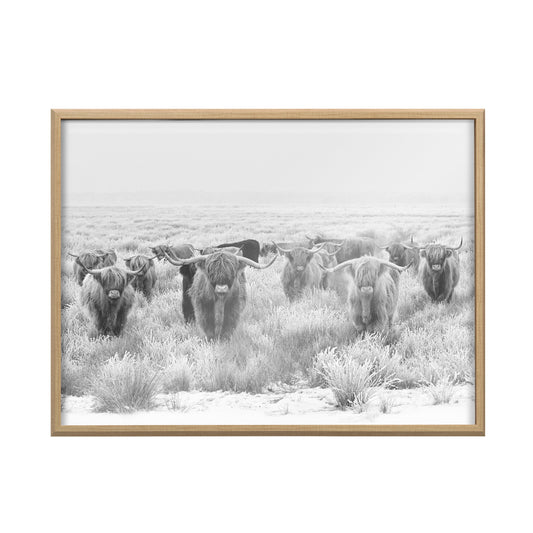 Herd of Highland Cows Framed Wall Art Print