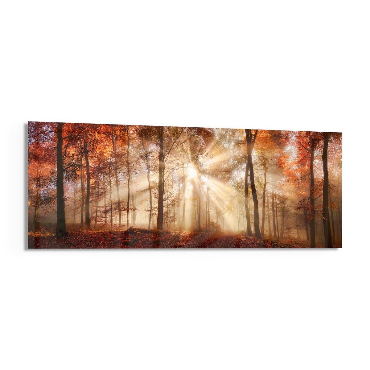 Autumn forest sun rays panoramic glass wall art angled on a white background