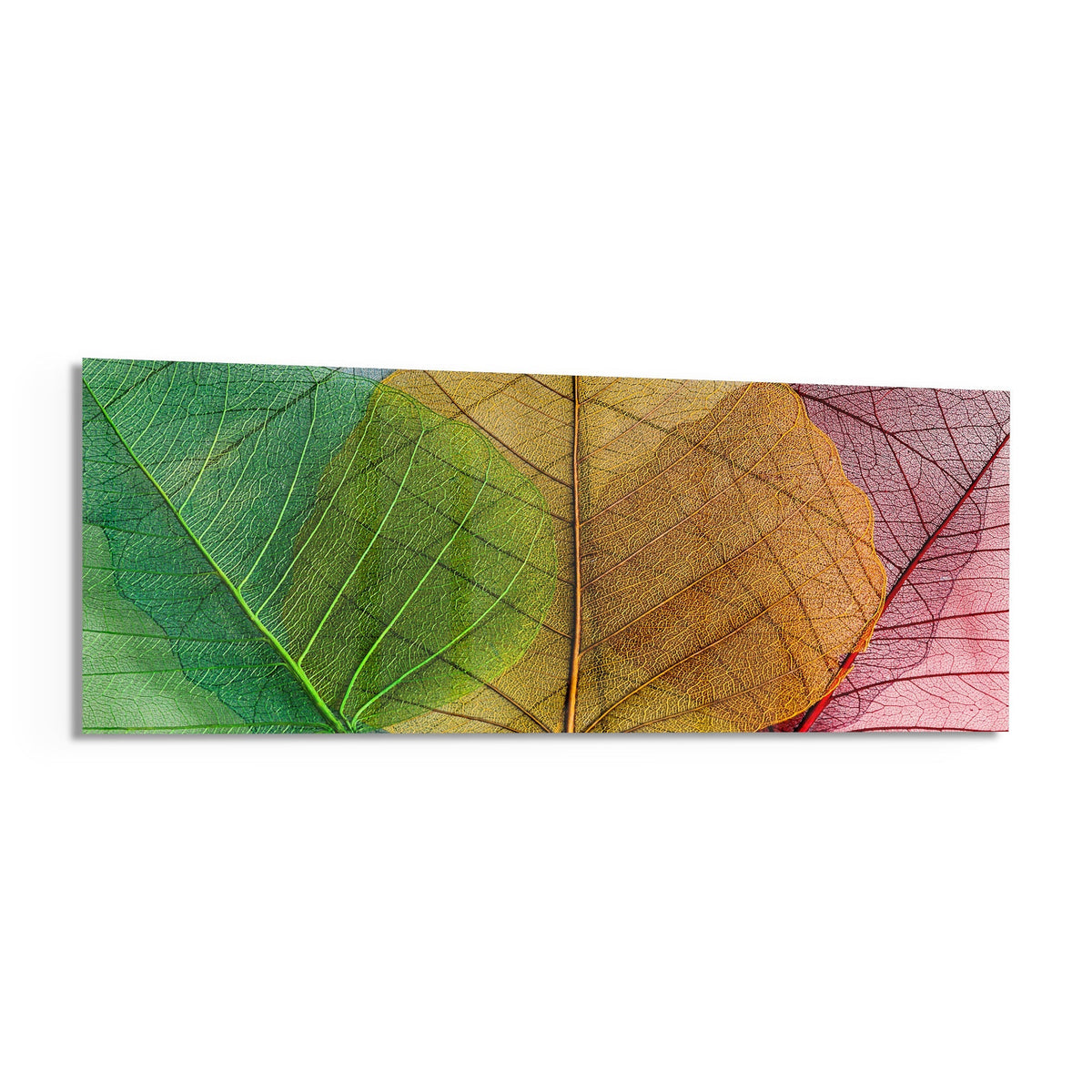 Green to pink veined leaves panoramic glass wall art shown on a white background with a soft shadow