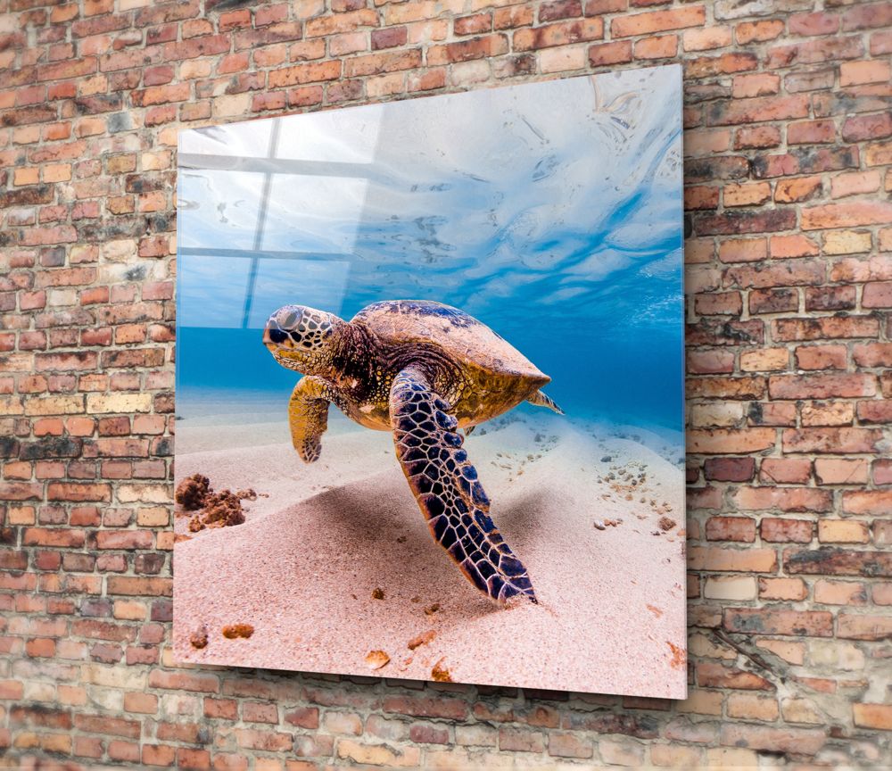 Green sea turtle pink sand glass wall art hung on a red brick wall