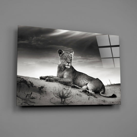 Lioness Glass Wall Art - Black and White Wildlife