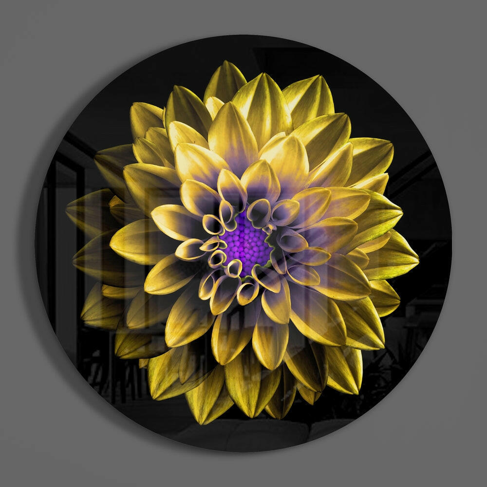 Yellow dahlia round glass wall art on a gray wall, showing the glossy tempered glass face