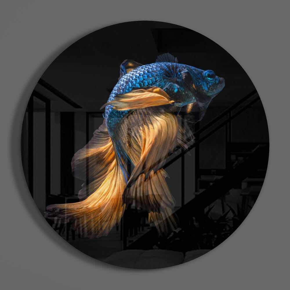 Blue betta fish round glass disc casting a soft shadow on a gray wall