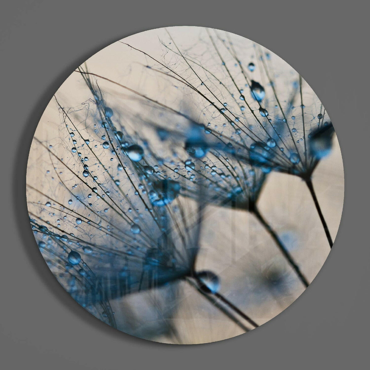 Blue dewdrop dandelion seeds round glass wall art on a plain gray wall