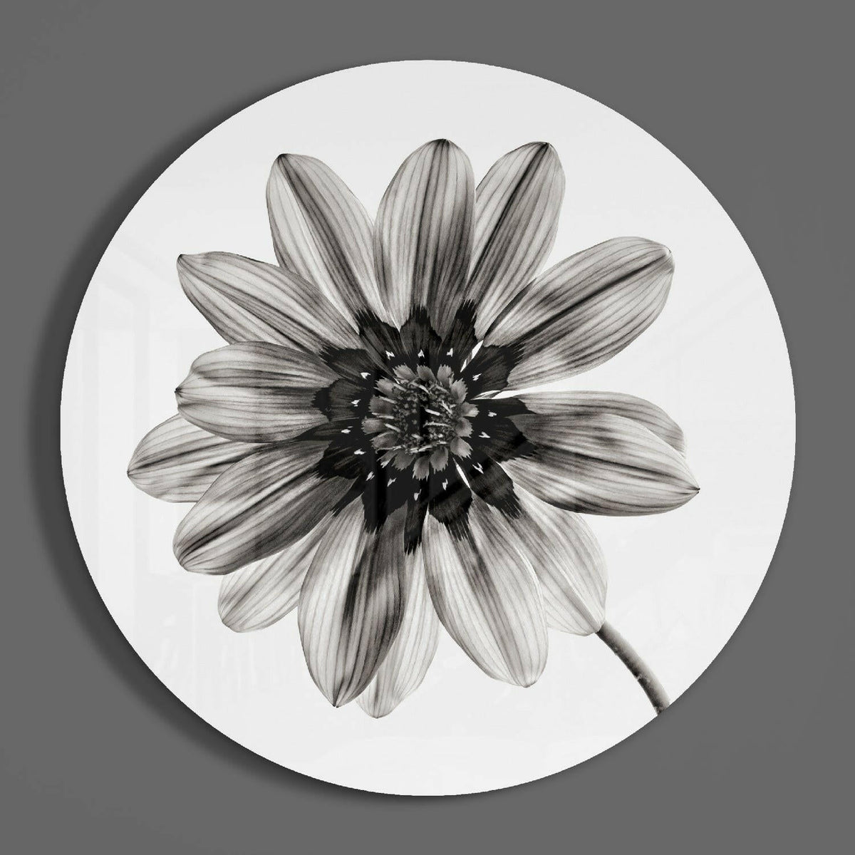 Black and white gazania daisy round glass wall art on a plain gray wall, glossy glass disc seen from the front