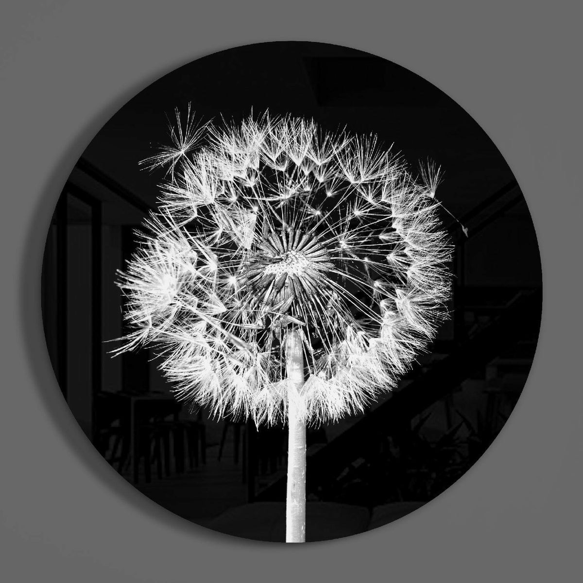 Backlit dandelion round glass wall art on a plain gray wall