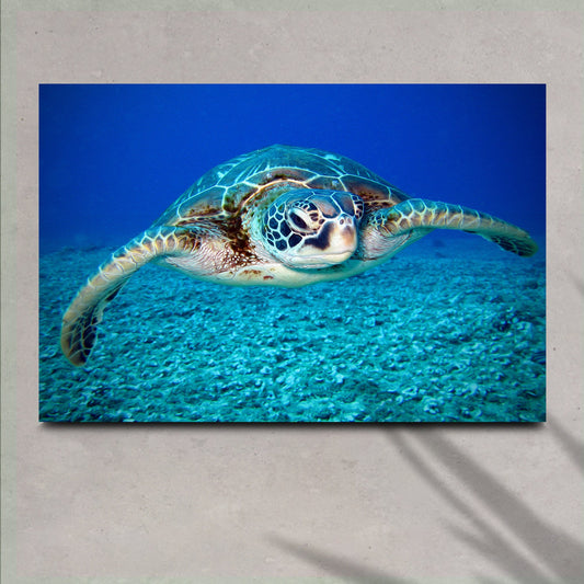 Green sea turtle in blue water canvas on a plain light wall, close front view