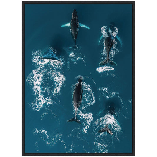 School of Humpback Whales Framed Canvas Wall Art