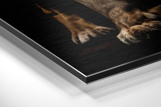 Roaring Lion in Darkness Metal Wall Art