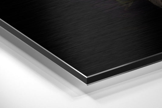 Black Swan Brushed Aluminium Dibond Wall Art