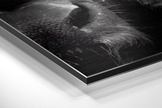 Black and white buffalo portrait brushed aluminum panel corner close-up showing the brushed metal grain