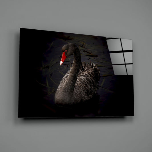 Black Swan Glass Wall Art Moody Bird Print