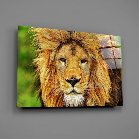 Russet Mane Safari Lion Glass Wall Art