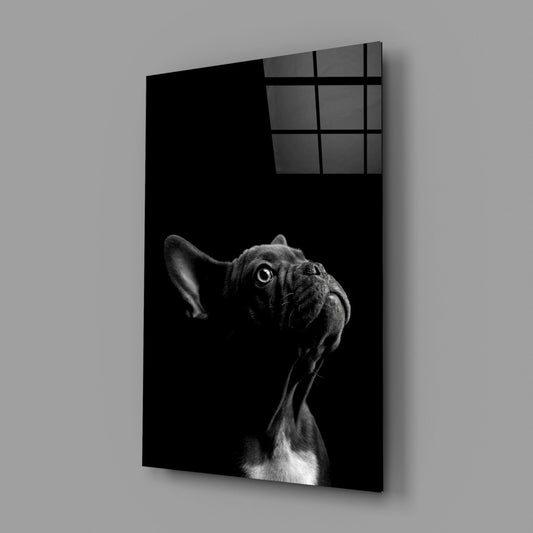 French bulldog glass wall art on a gray wall, light reflecting off the glossy front