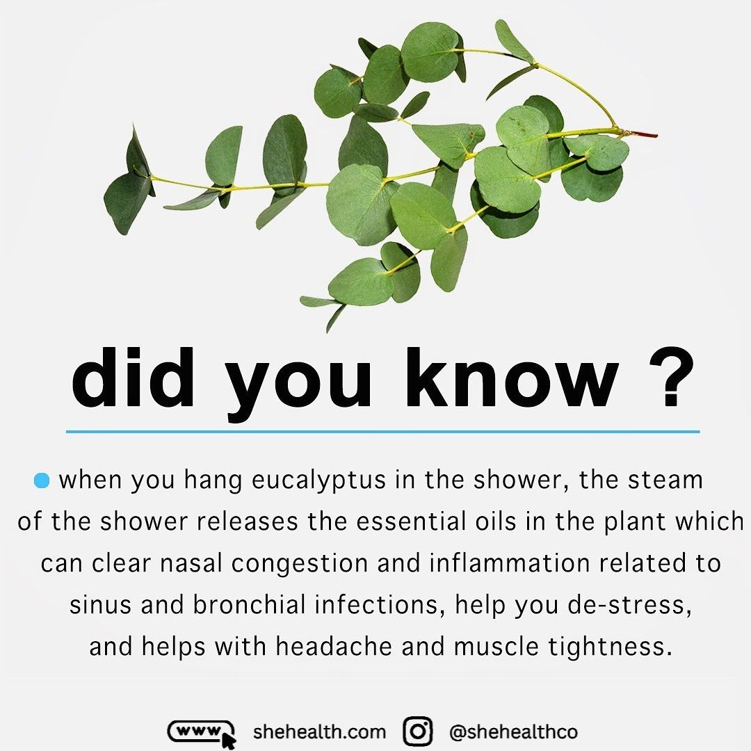 The Surprising Benefits of Hanging Eucalyptus in Your Shower