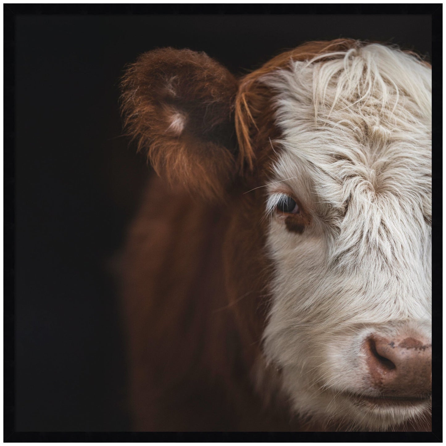 Cow close-up framed wall art print with acrylic glazing