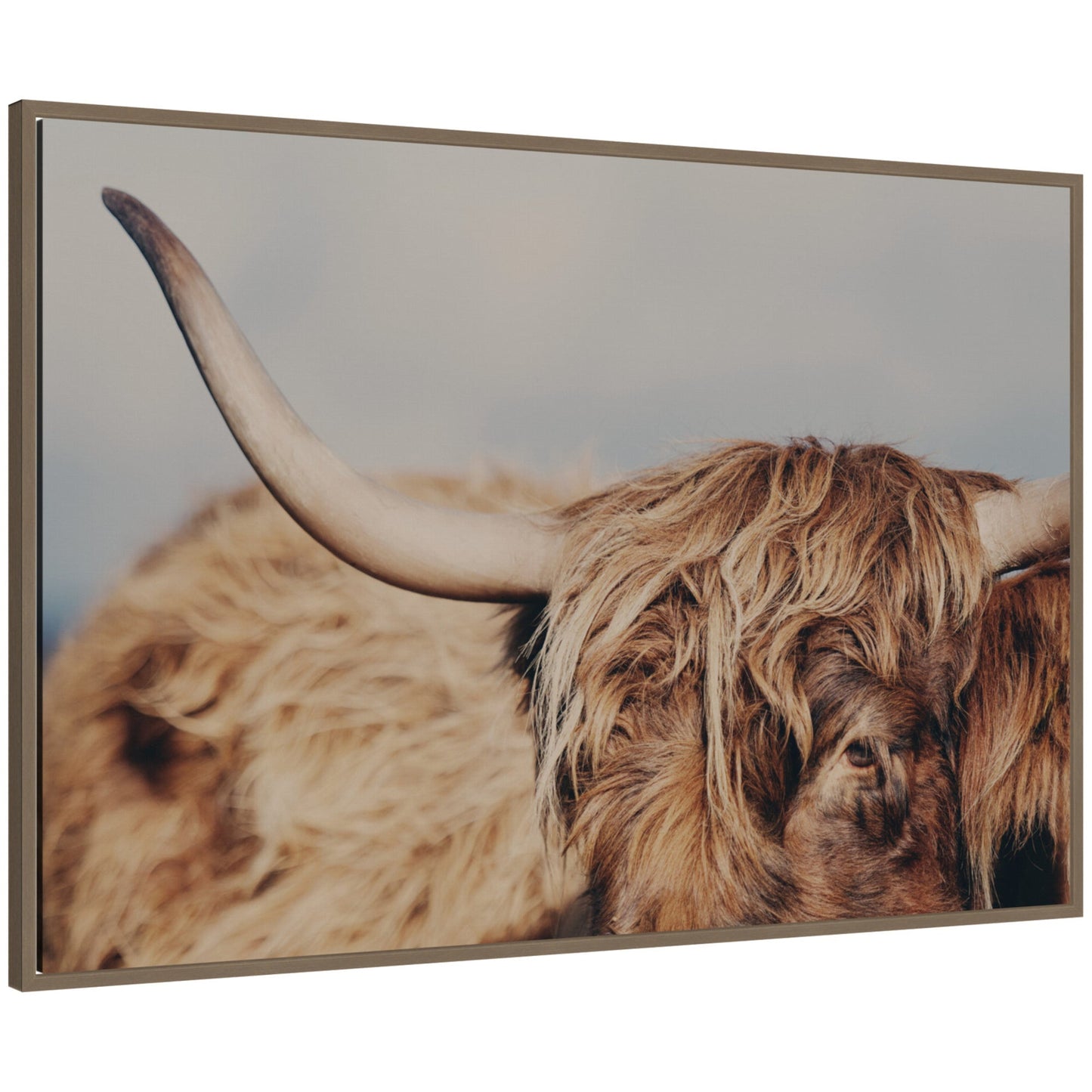 Highland Cow Close-Up Framed Canvas Wall Art