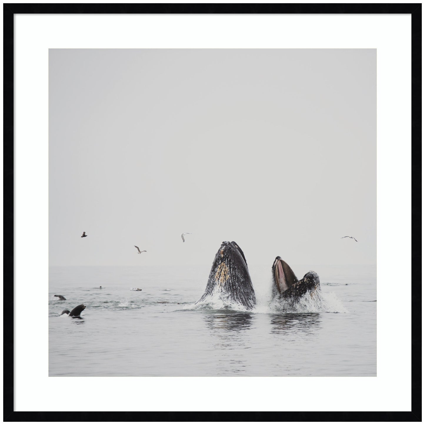 Humpback whales framed wall art print, ocean decor