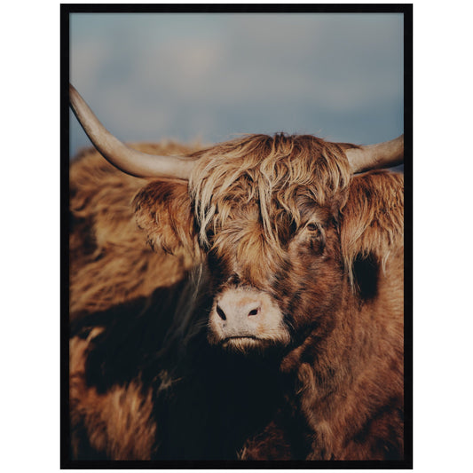 Highland cow framed wall art print with acrylic glazing