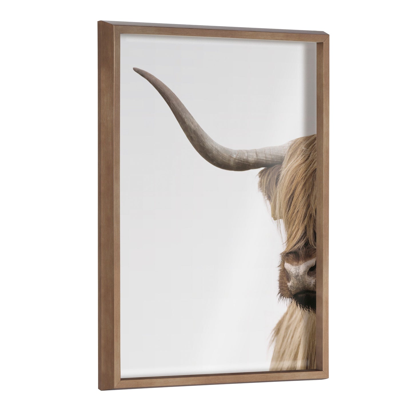 Highland cow portrait framed glass wall art with a glossy finish