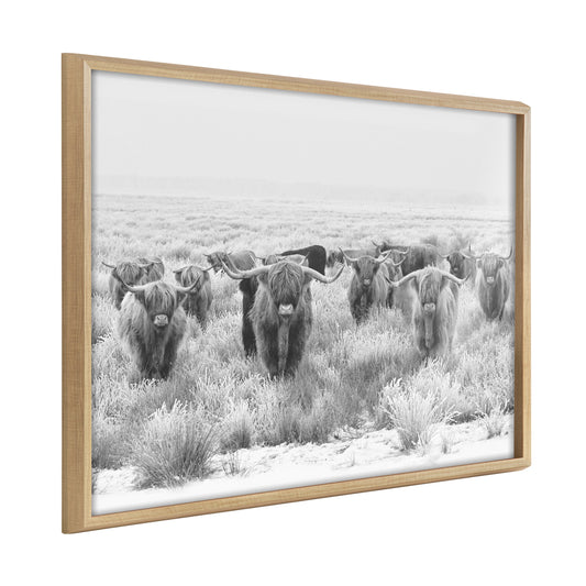Herd of Highland cows framed wall art print in a modern frame