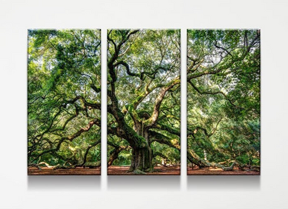 Angel Oak Tree 3-piece canvas wall art, Southern live oak gallery wrap set for living room decor