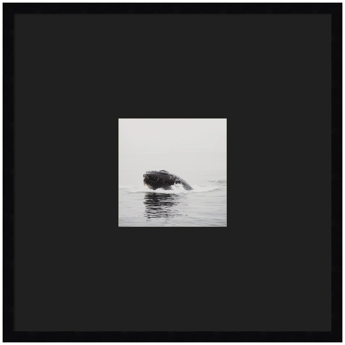 Humpback whale matted framed wall art print, ocean decor