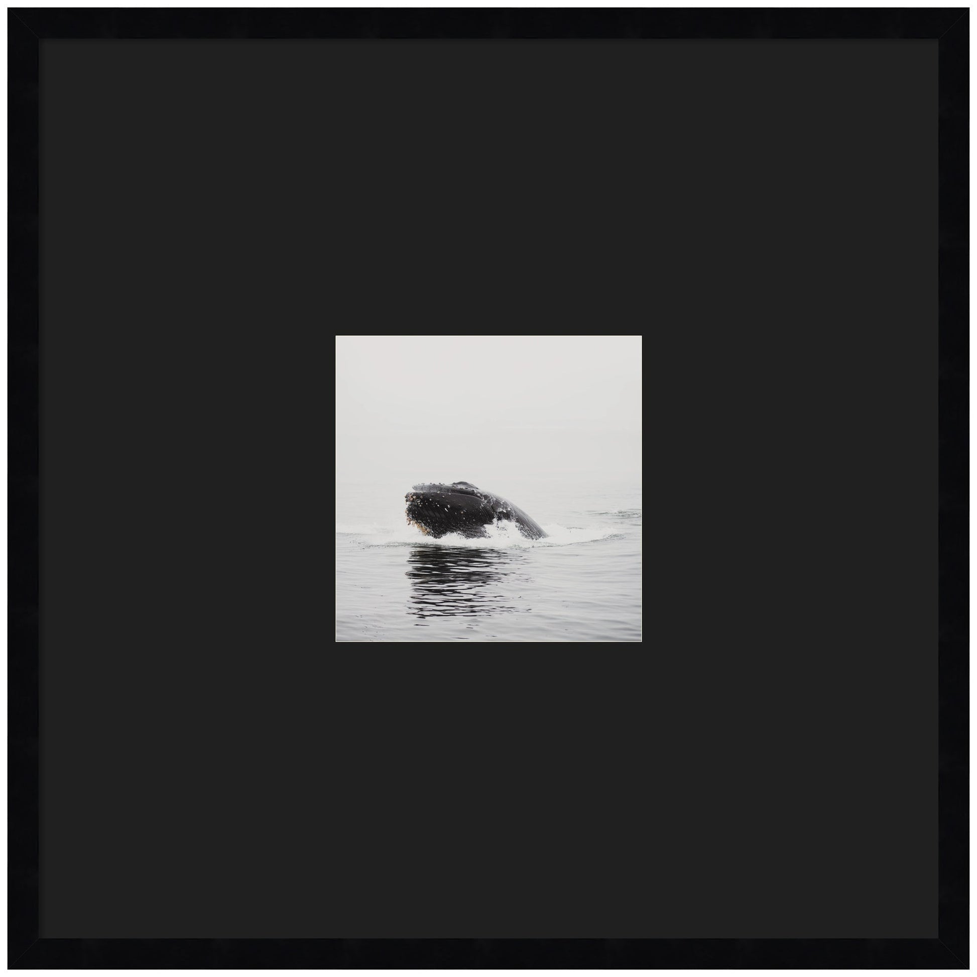 Humpback whale matted framed wall art print, ocean decor