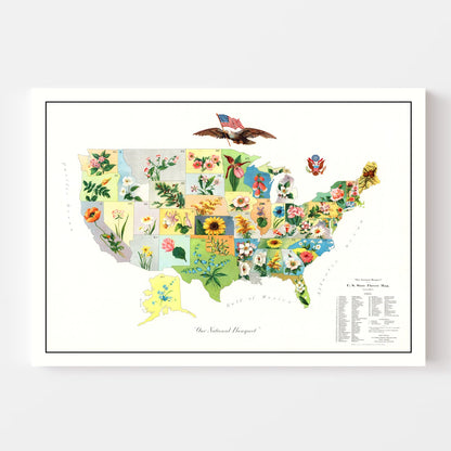 Vintage United States Flower Map, 1911