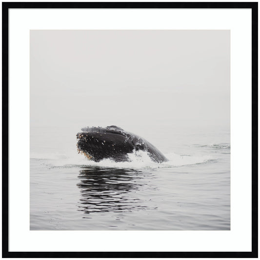 Humpback whale framed wall art print, ocean decor