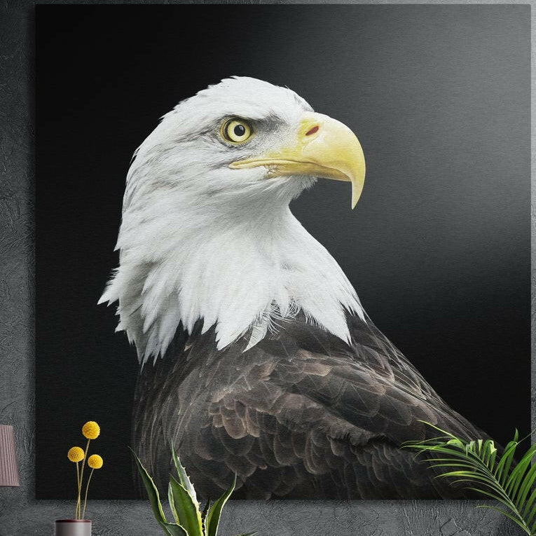 Bald eagle in profile with a white head and yellow beak against a black background, brushed aluminum wall art above plants