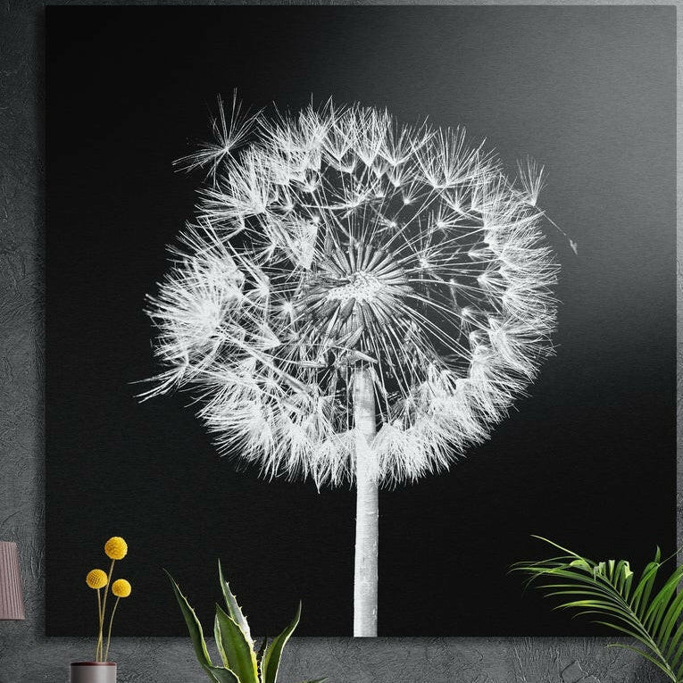 White dandelion seed head on a black background, brushed aluminum wall art on a concrete wall behind plants