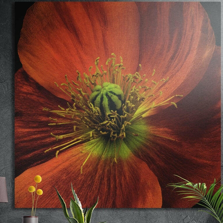 Close-up of a red orange poppy with a green center, brushed aluminum wall art on a dark wall behind plants