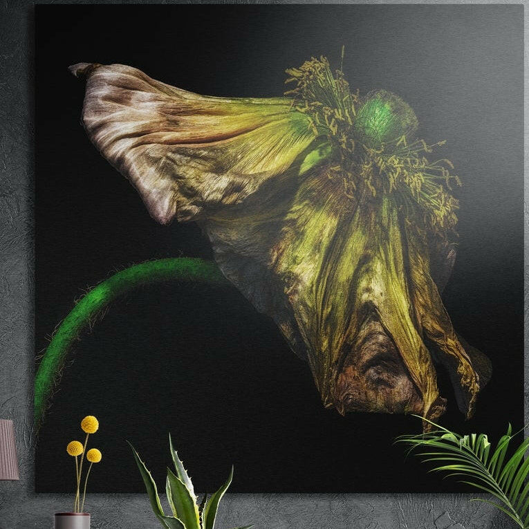Single wilting olive and gold flower on a black background, brushed aluminum wall art on a dark wall with plants
