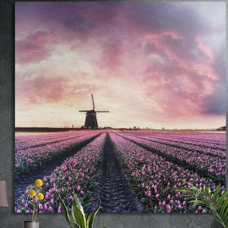 Pink tulip field and windmill under a rose sky, brushed aluminum wall art on a dark concrete wall behind green plants