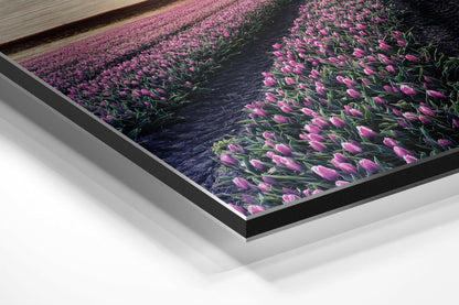 Tulip Field Metal Wall Art