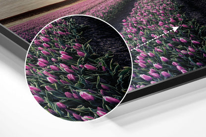 Tulip Field Metal Wall Art