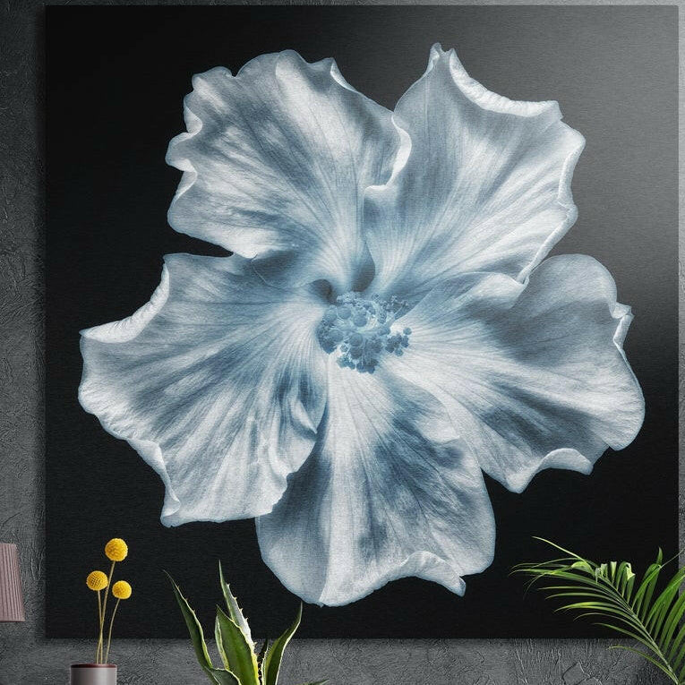 Large pale blue and silver hibiscus flower with ruffled petals on a black background, brushed aluminum wall art above plants