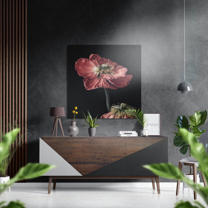 Pink poppy on black metal wall art
