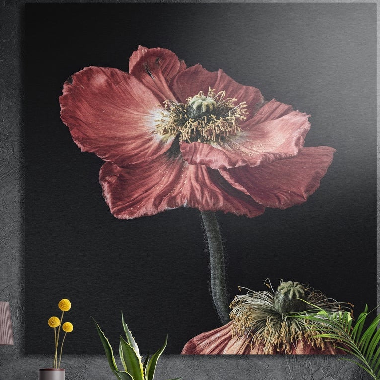 Pink poppy on a black background, brushed aluminum wall art on a dark concrete wall behind green plants and a vase