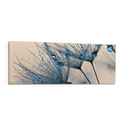 Macro dandelion seed heads beaded with blue water drops, panoramic tempered glass piece on white