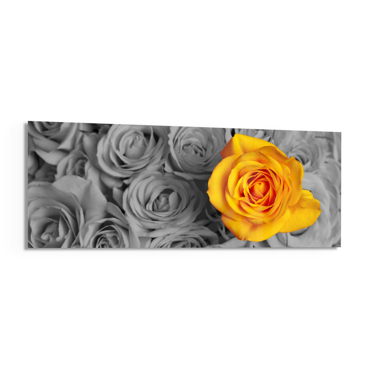 Yellow rose on gray roses panoramic glass wall art shown on a white background with a soft shadow