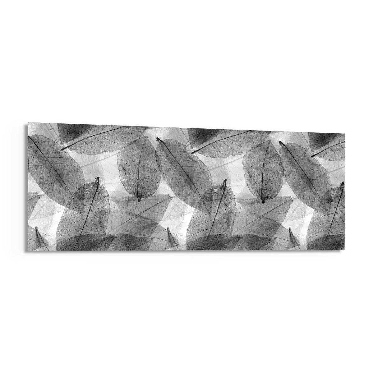 Black and white skeleton leaves panoramic glass wall art shown on a white background with a soft shadow