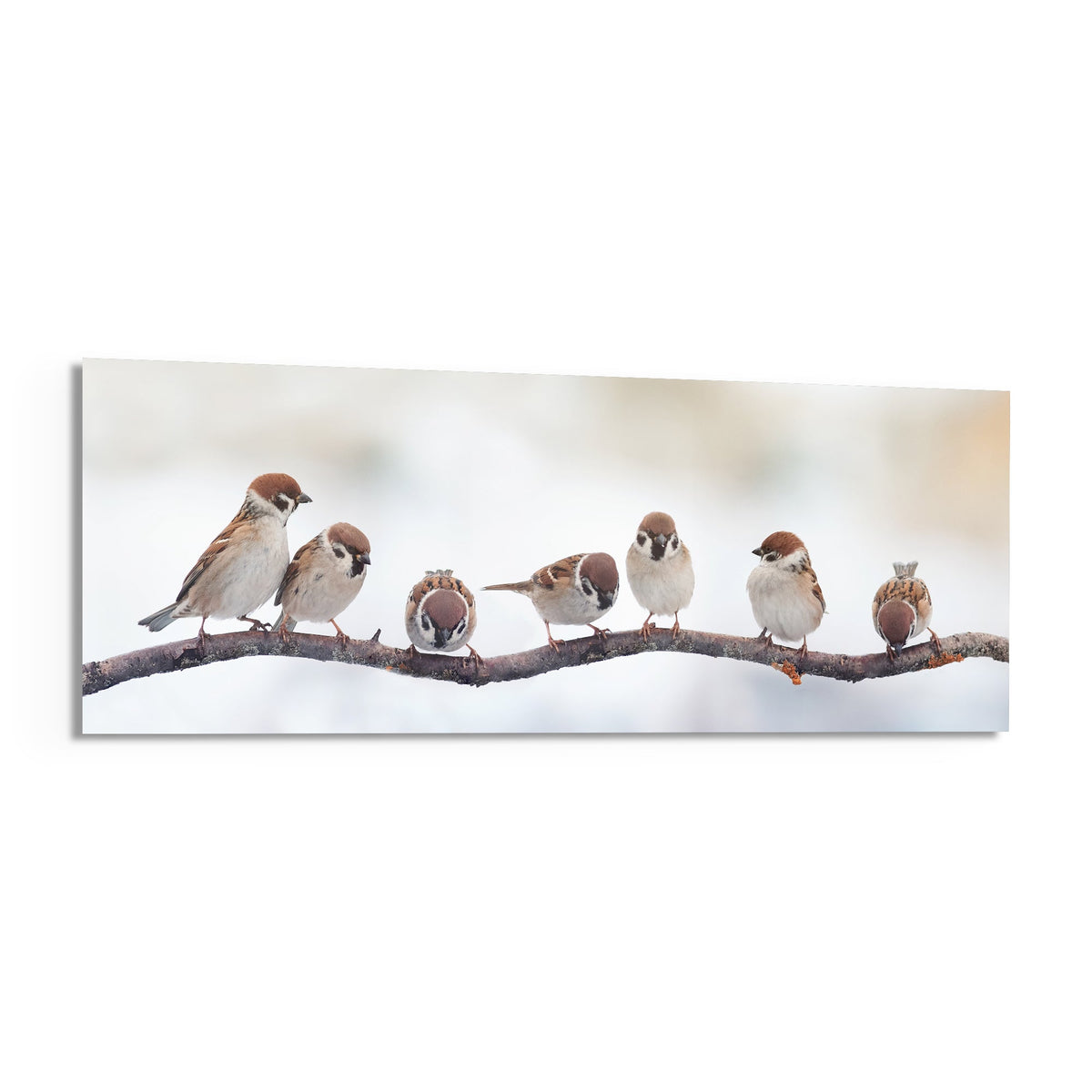 Seven fluffy sparrows perched in a row on a bare branch against a soft white glow, panoramic glass on white