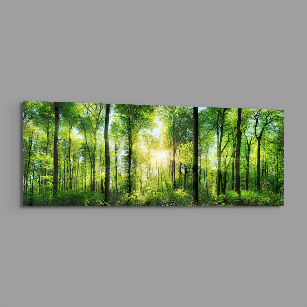 Green beech forest sunburst panoramic glass wall art on a plain gray wall