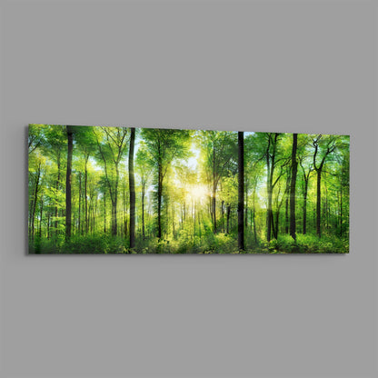 Green beech forest sunburst panoramic glass wall art on a plain gray wall