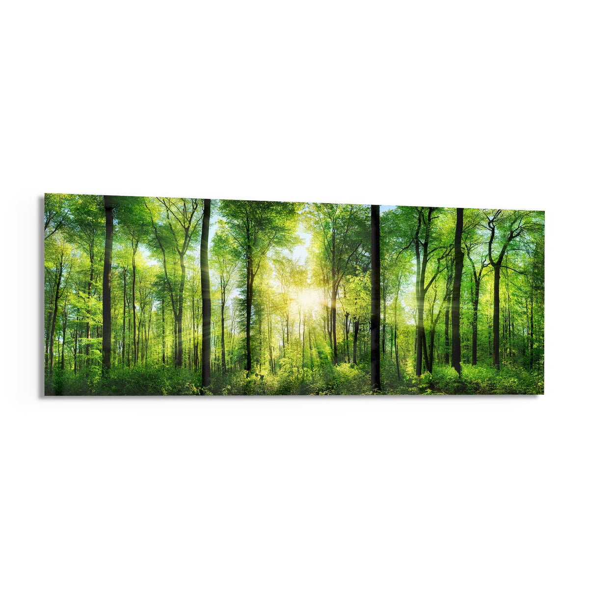 Green beech forest sunburst panoramic glass wall art angled on a white background