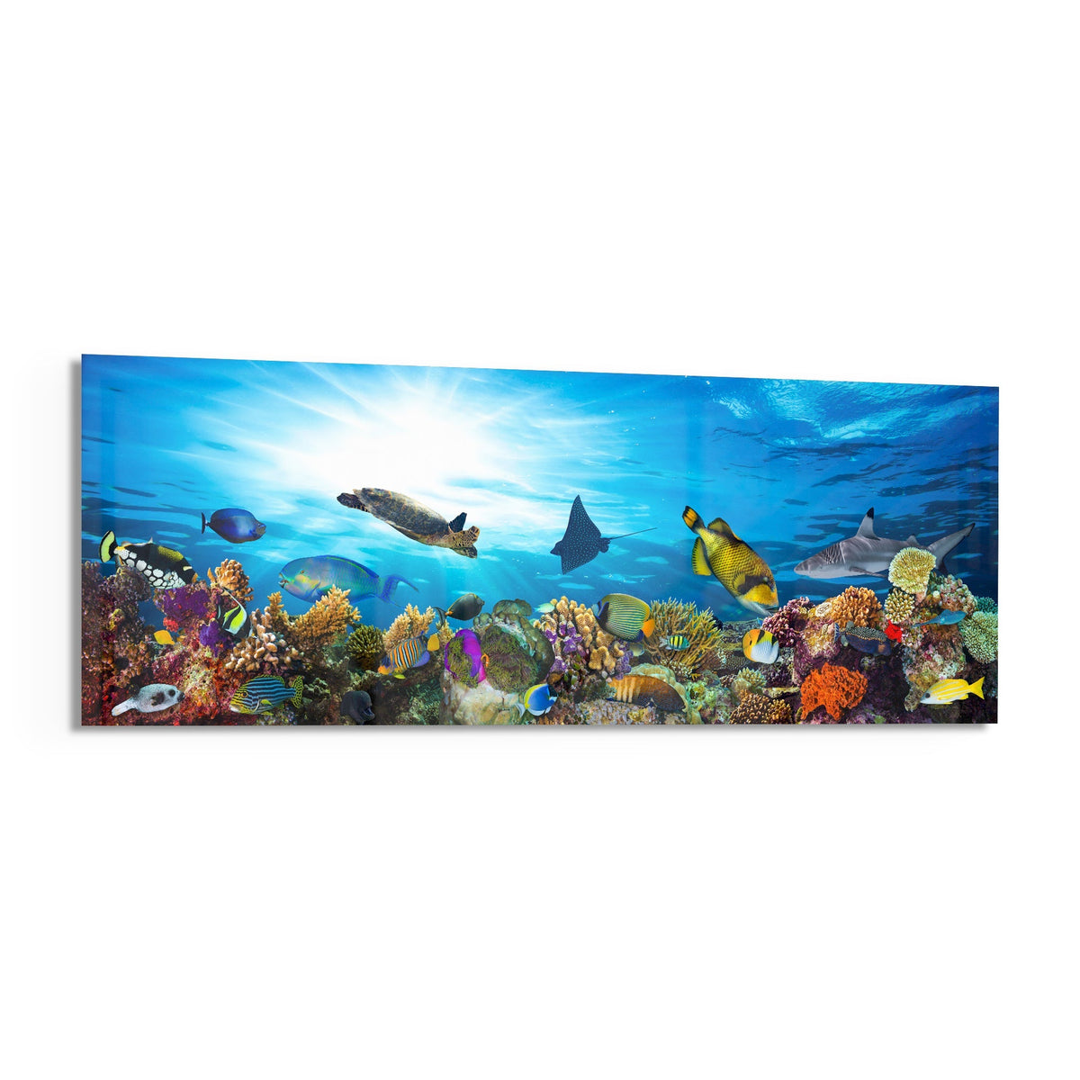 Coral reef sea turtle panoramic glass print angled on a white background