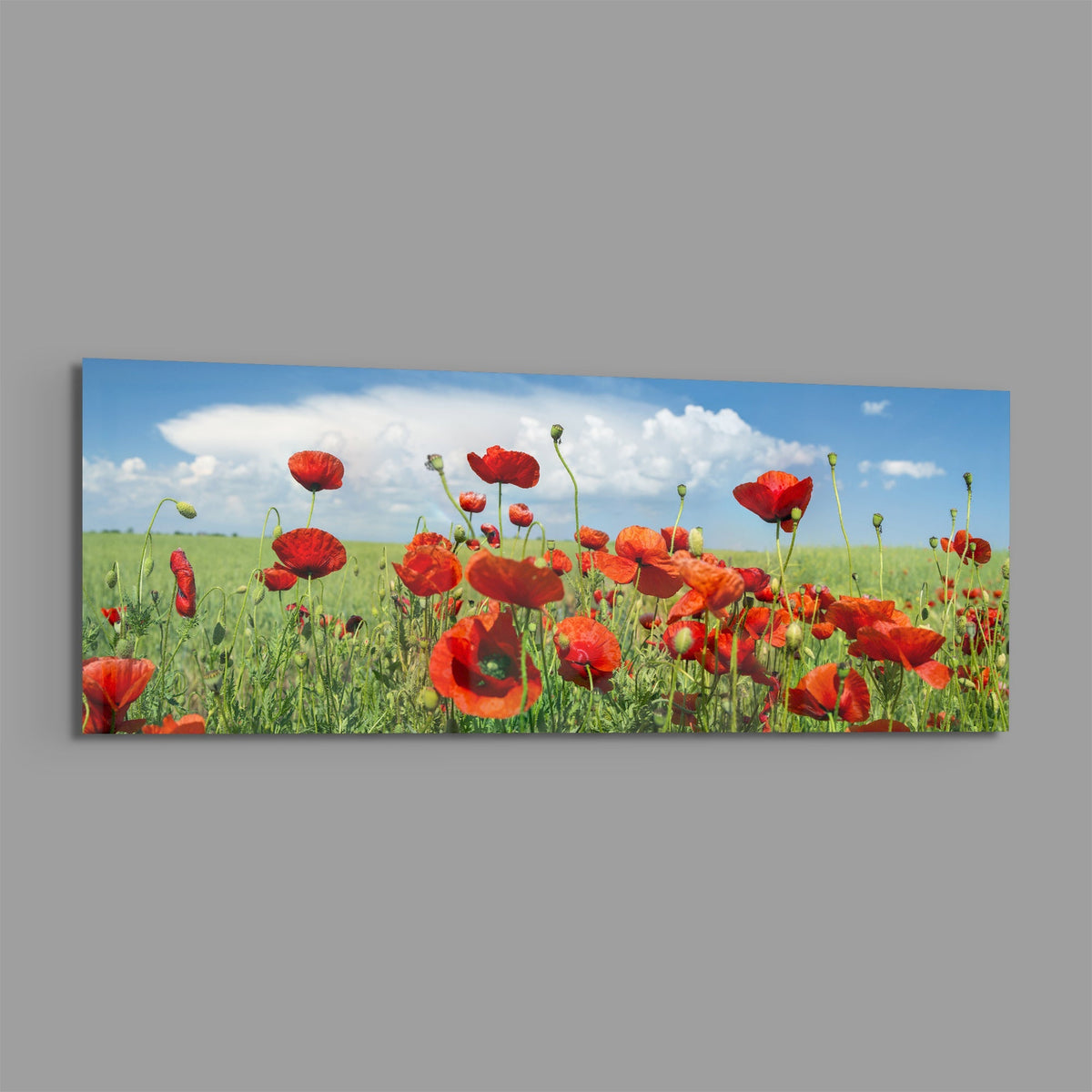 Red poppy field panoramic glass wall art shown on a plain gray background