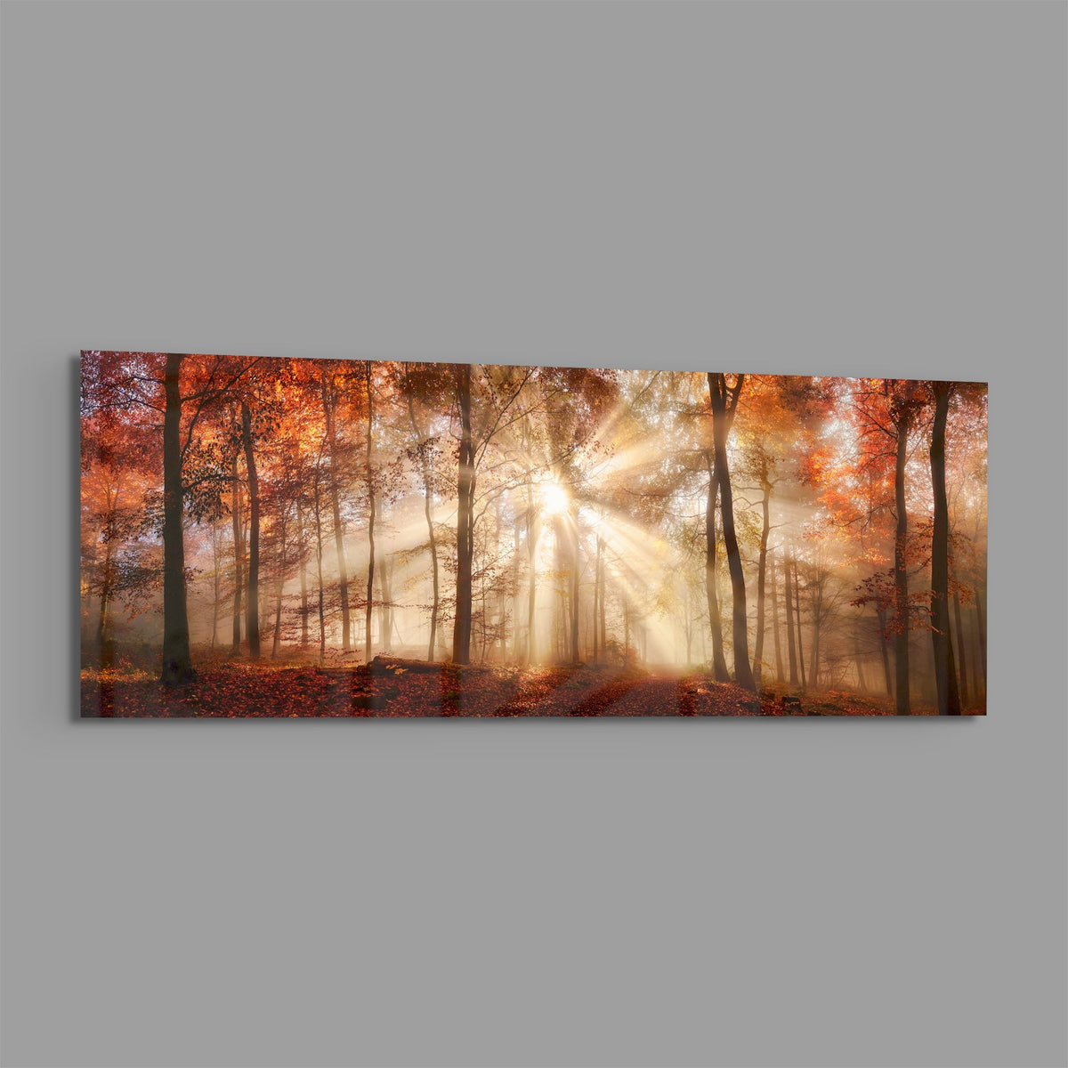 Autumn forest sun rays panoramic glass wall art on a plain gray wall